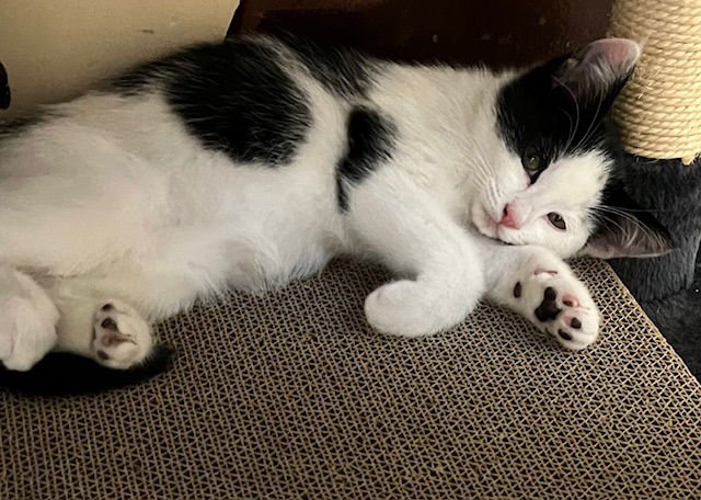 KITTEN APOLLO - Domestic Short Hair available for adoption