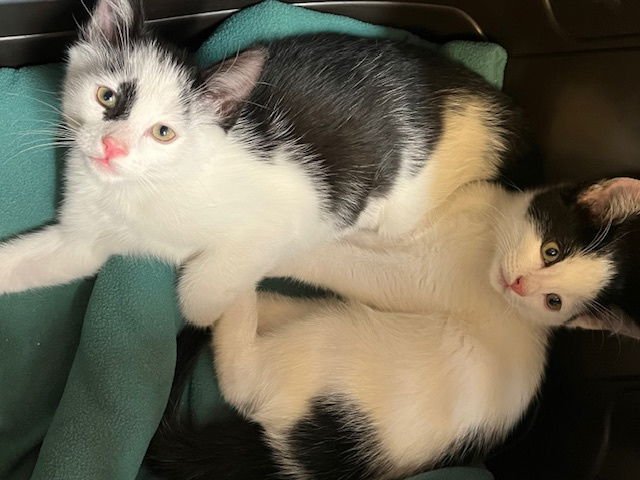 Kitten Apollo - Photo 3