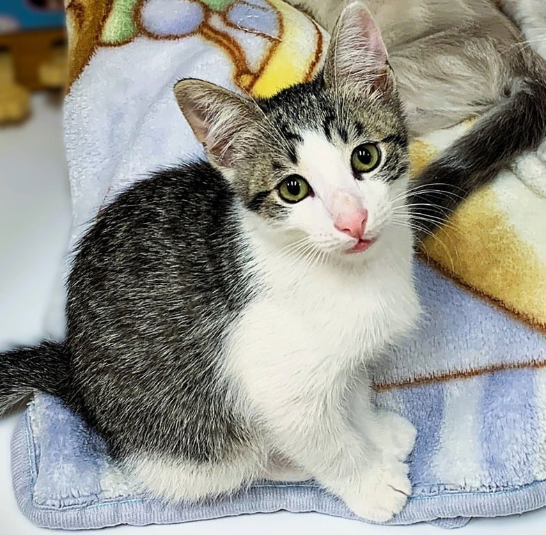 Kitten Wimothy Image