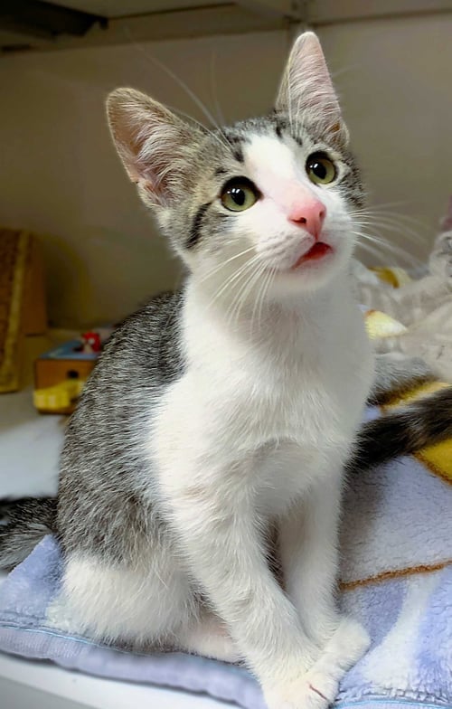 KITTEN WIMOTHY - Domestic Short Hair available for adoption