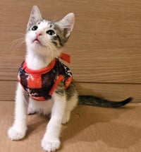 Kitten Wimothy - Photo 3