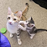 Kitten Wimothy - Photo 4