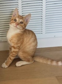 Kitten Weeble - Photo 3