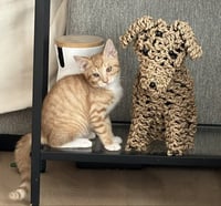 Kitten Weeble - Photo 4