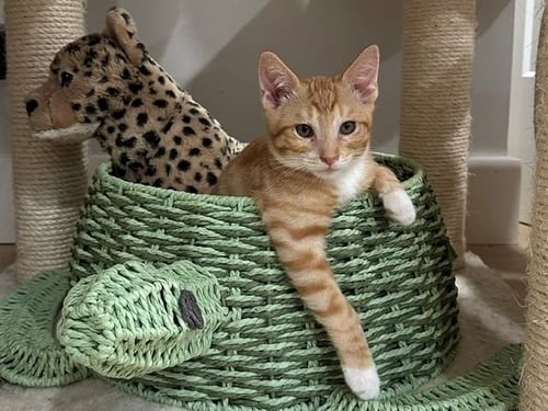 KITTEN WEEBLE - Domestic Short Hair available for adoption