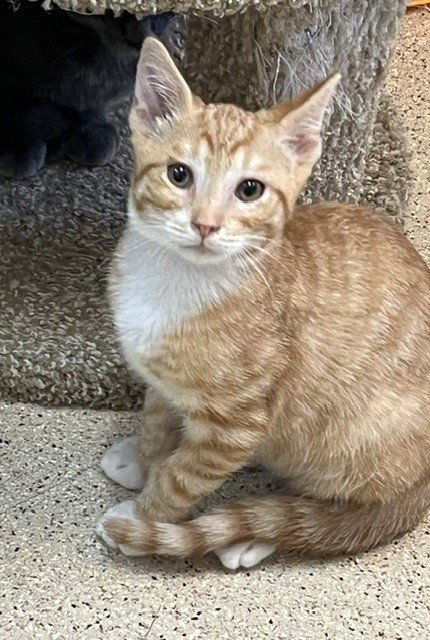KITTEN WEEBLE - Domestic Short Hair available for adoption