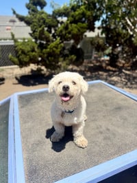 Milo - Photo 1
