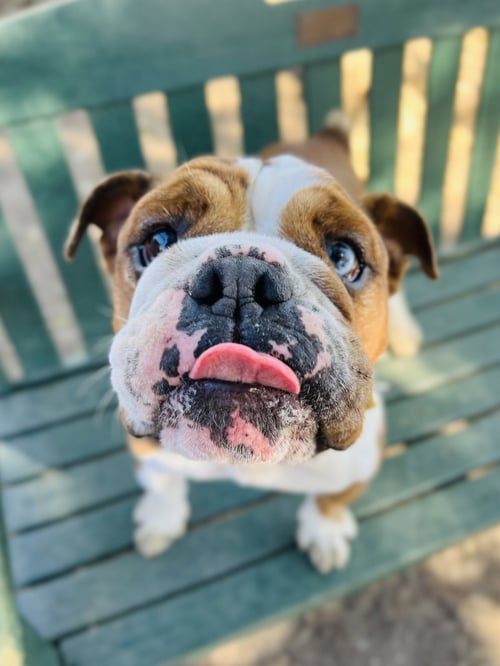 ATHENA - Bulldog available for adoption