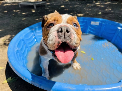 ATHENA - Bulldog available for adoption