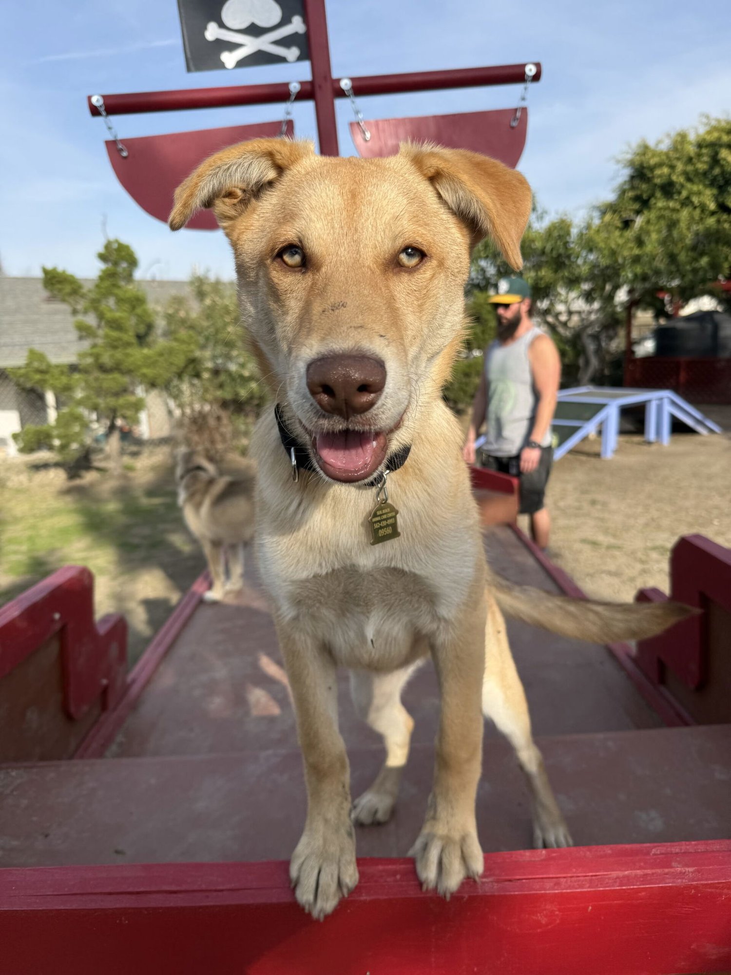 CASSIDY - Husky / Shepherd available for adoption