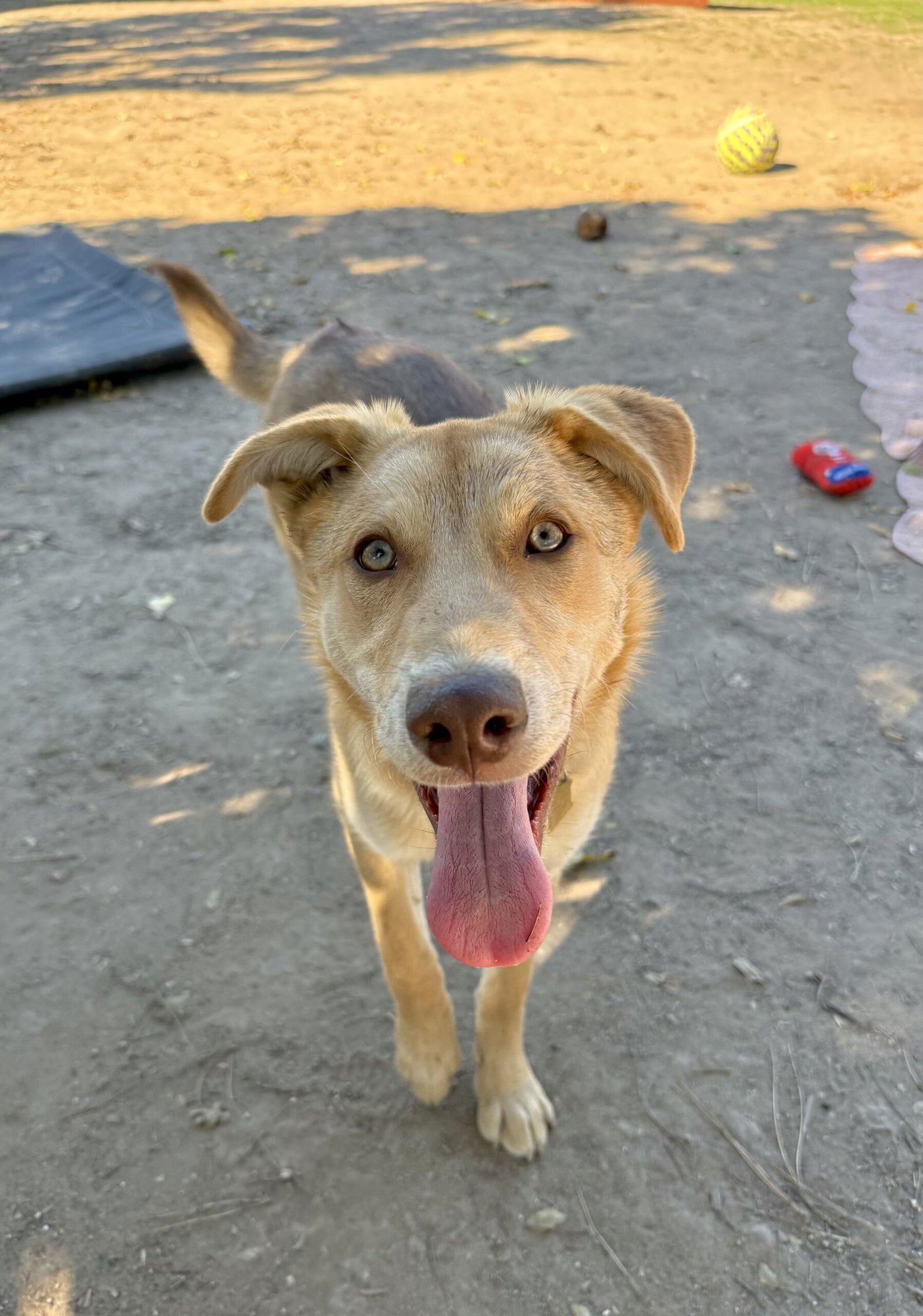 CASSIDY - Husky / Shepherd available for adoption