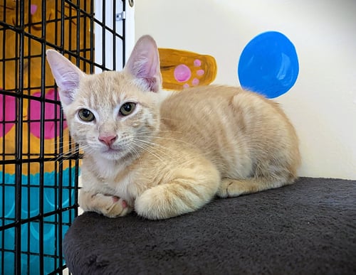 KITTEN NIKOLAI