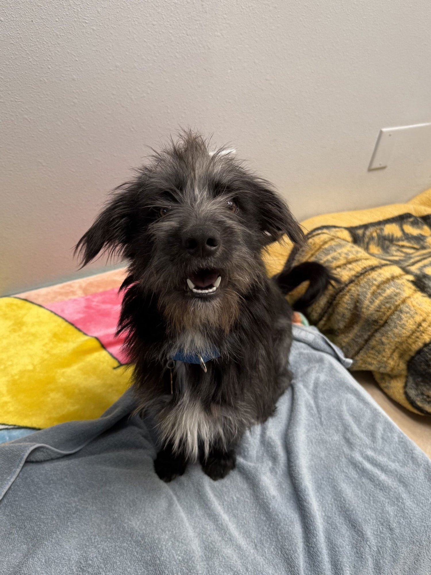 NEWMAN - Unknown available for adoption