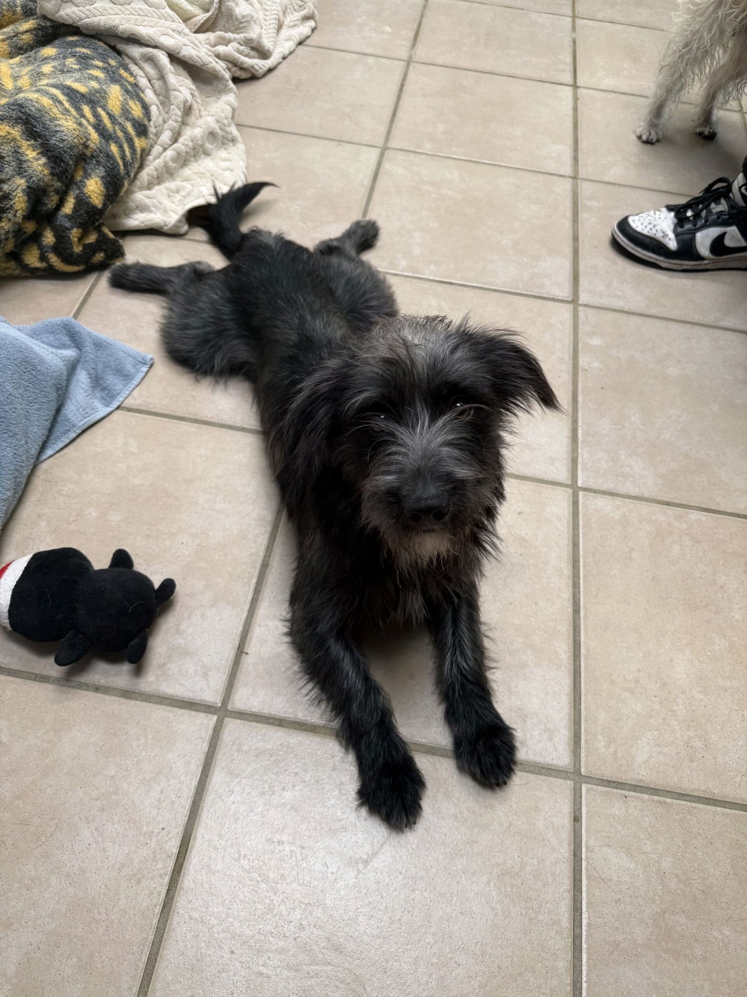 NEWMAN - Unknown available for adoption