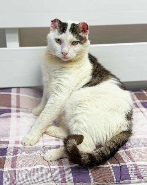 TED - Domestic Short Hair available for adoption