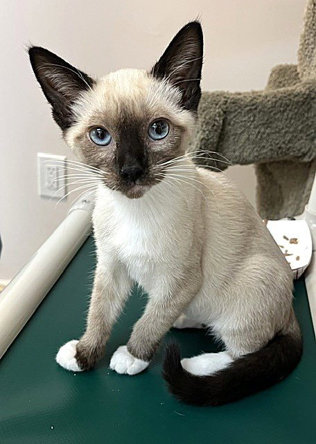 Kitten Ozzy Image