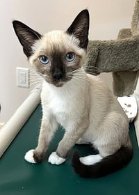 Kitten Ozzy - Photo 1