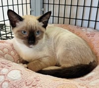 Kitten Ozzy - Photo 2