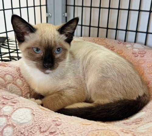 KITTEN OZZY - Domestic Short Hair / Siamese available for adoption