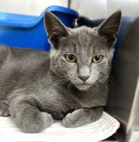 Kitten Zebo - Photo 3