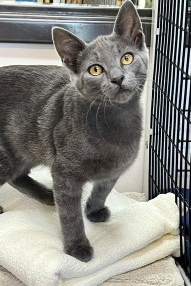Kitten Zebo Image