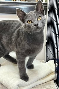 Kitten Zebo - Photo 1