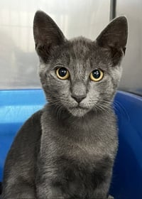 Kitten Zebo - Photo 2