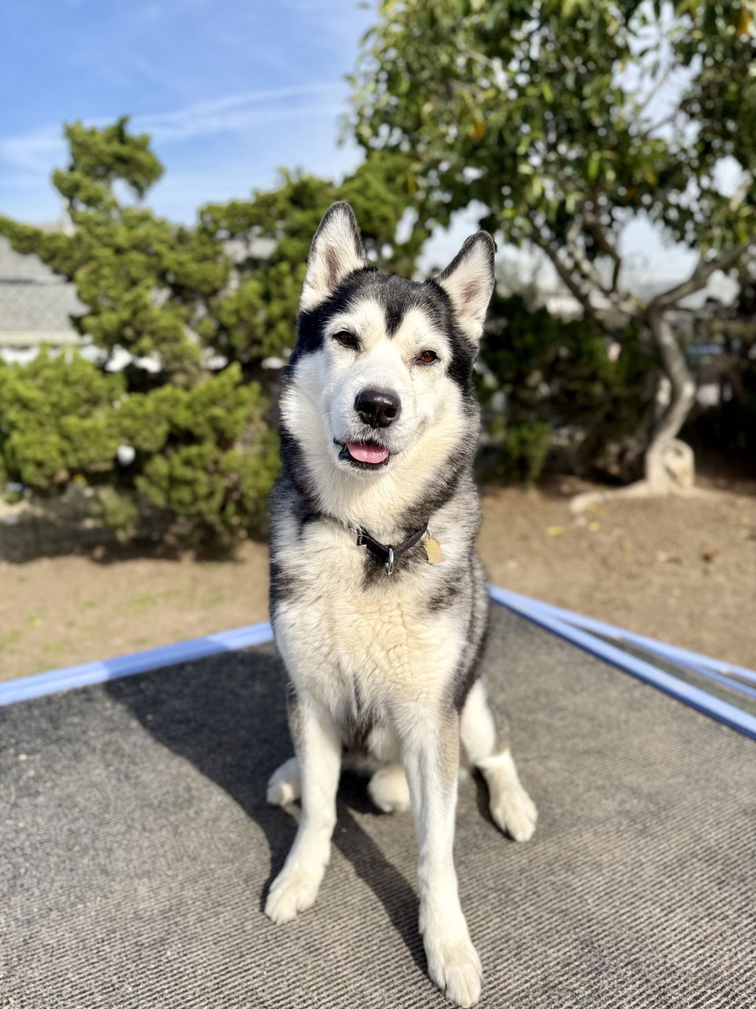 ASH - Husky available for adoption