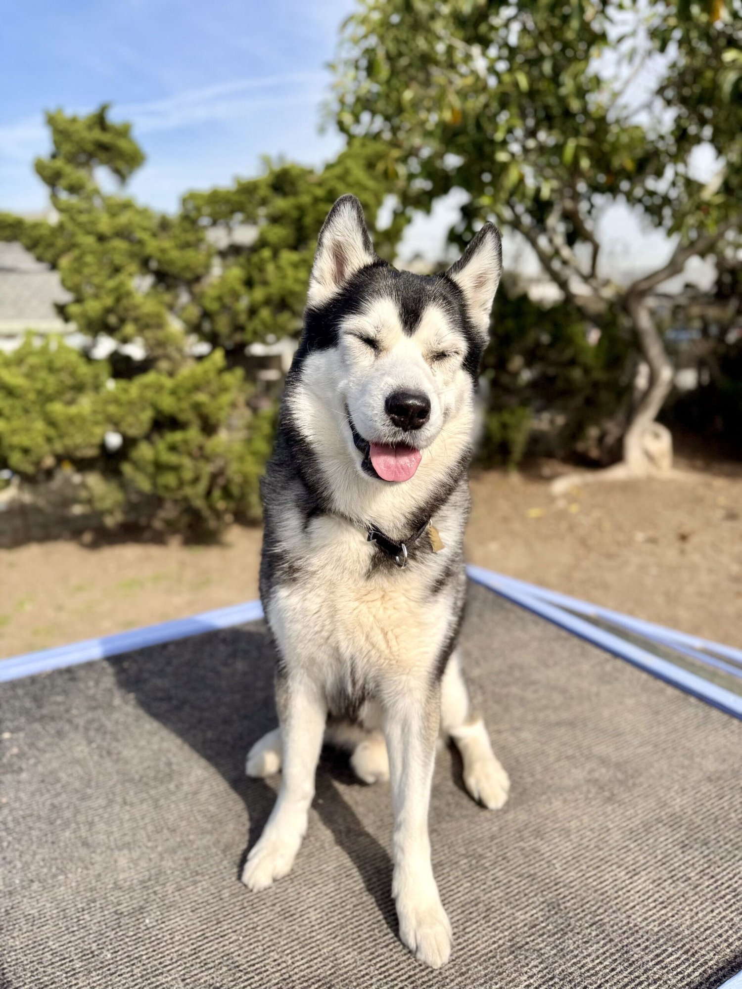 ASH - Husky available for adoption