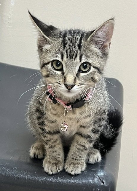 Kitten Razzles Image