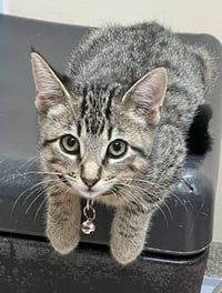 Kitten Razzles - Photo 2