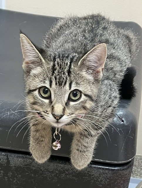 KITTEN RAZZLES - Domestic Short Hair available for adoption
