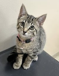 Kitten Razzles - Photo 3