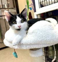 Kitten Jarvis - Photo 1