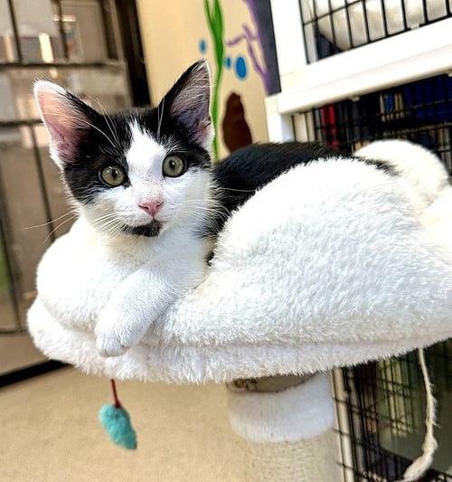 KITTEN JARVIS - Domestic Short Hair available for adoption