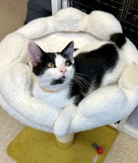 Kitten Jarvis - Photo 2