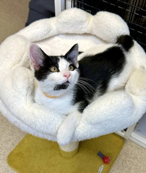 KITTEN JARVIS - Domestic Short Hair available for adoption