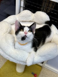 Kitten Jarvis - Photo 3