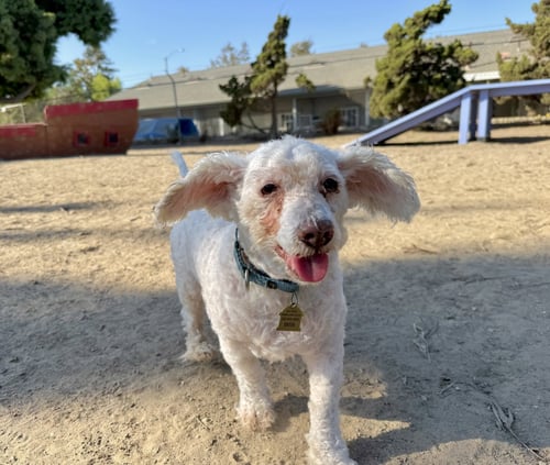 CORKY - Poodle (Miniature) available for adoption
