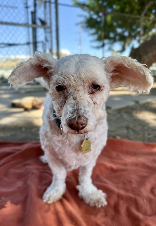 CORKY - Poodle (Miniature) available for adoption