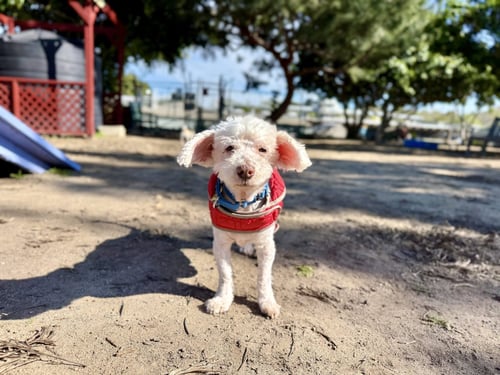 CORKY - Poodle (Miniature) available for adoption