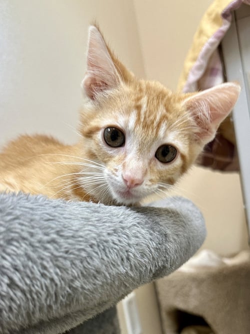 KITTEN SUNNY