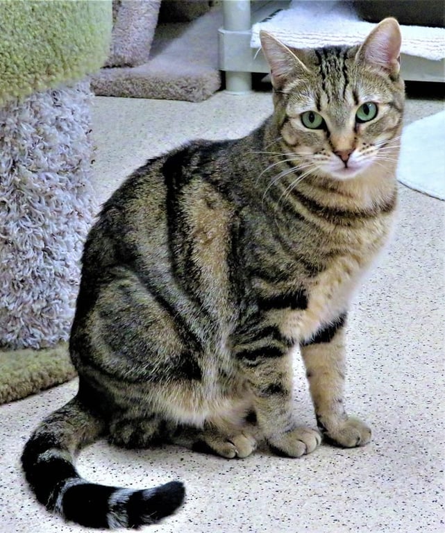 Val Image
