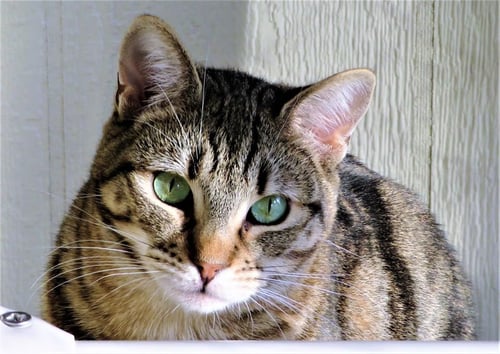 VAL - Domestic Short Hair available for adoption