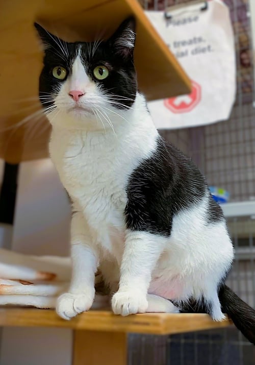 LUNA - Domestic Short Hair available for adoption