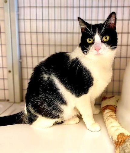LUNA - Domestic Short Hair available for adoption