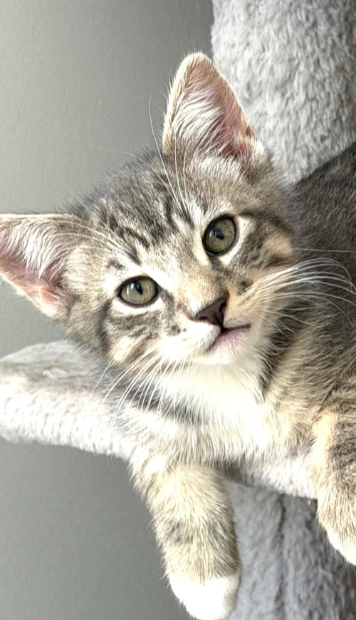 KITTEN EMMIT