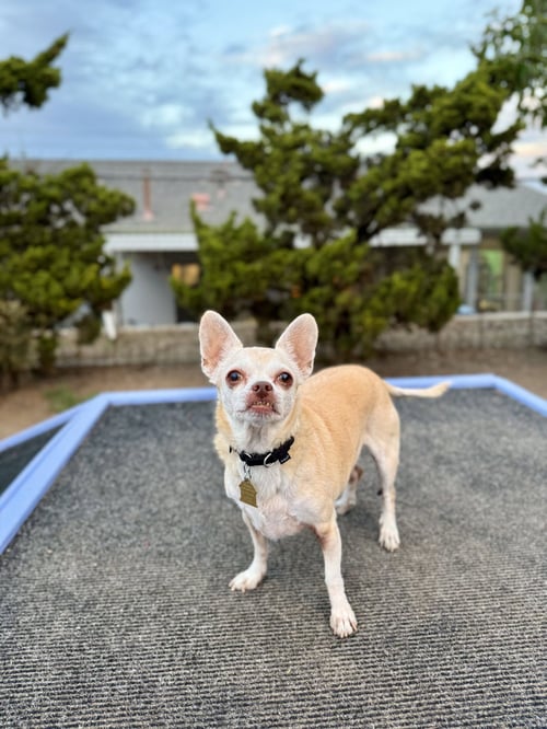 EDIE - Chihuahua available for adoption