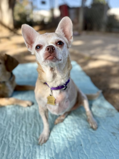EDIE - Chihuahua available for adoption