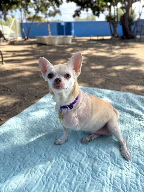 EDIE - Chihuahua available for adoption